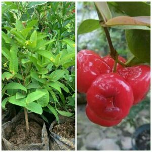 Tanaman Jambu Kancing Merah Tinggi 65cm Rimbun