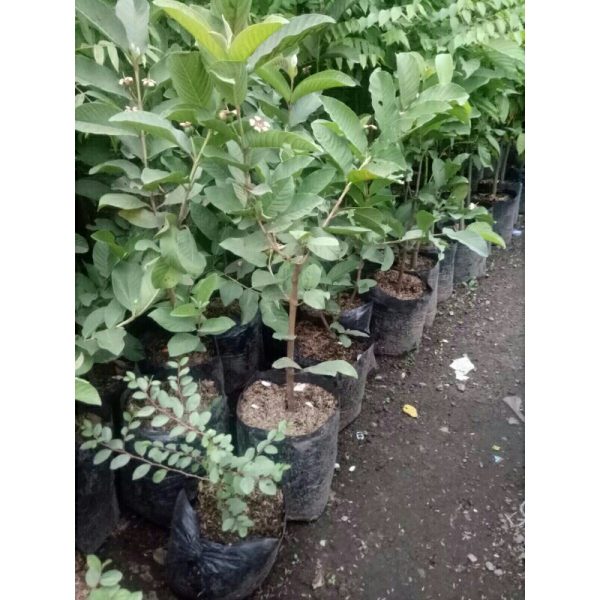 Tanaman Jambu Kristal Sudah Berbuah Putih