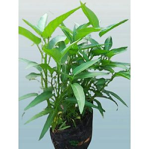 Tanaman Kangkung Hidup Siap Panen 35cm Rimbun