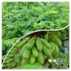 Tanaman Pohon Buah Belimbing Wuluh 70cm