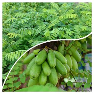 Tanaman Pohon Buah Belimbing Wuluh 70cm