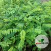Tanaman Pohon Buah Belimbing Wuluh 70cm