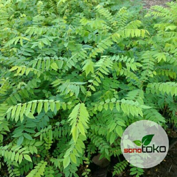 Tanaman Pohon Buah Belimbing Wuluh 70cm