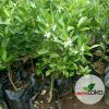 Tanaman Pohon Buah Jeruk KIP / Kasturi sudah berbuah