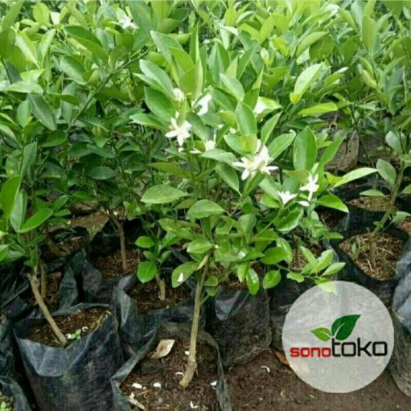 Tanaman Pohon Buah Jeruk KIP / Kasturi sudah berbuah