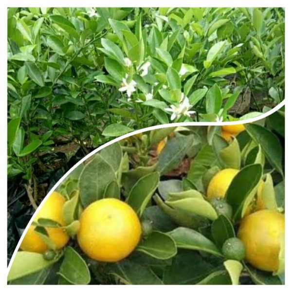Tanaman Pohon Buah Jeruk KIP / Kasturi sudah berbuah