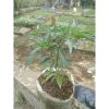Tanaman POHON CABAI KERITING