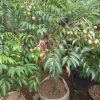 Tanaman Pohon Kedongdong 1 Meter Besar Sudah Berbuah