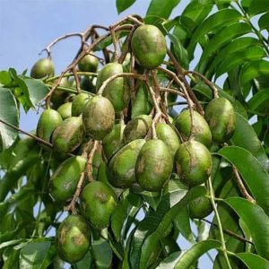 Tanaman Pohon Kedongdong 1 Meter Besar Sudah Berbuah