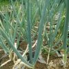 Tanaman Sayur Bawang Daun