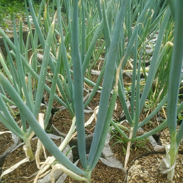 Tanaman Sayur Bawang Daun