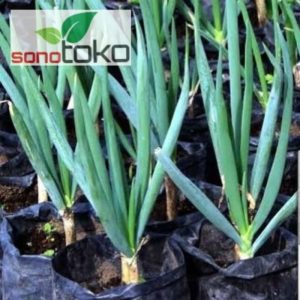 Tanaman Sayur Bawang Daun