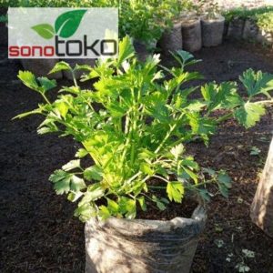 Tanaman Seledri Rimbun Segar