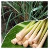Tanaman Sereh serai bumbu masak