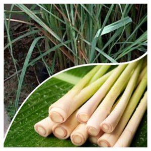 Tanaman Sereh serai bumbu masak