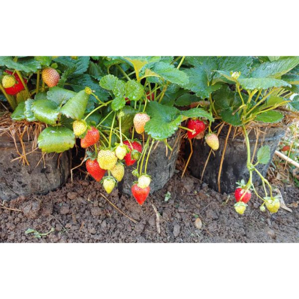Tanaman Stroberi Super Berbuah + Pot Hidroponik
