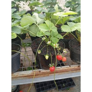 Tanaman Stroberi Super Berbuah + Pot Hidroponik