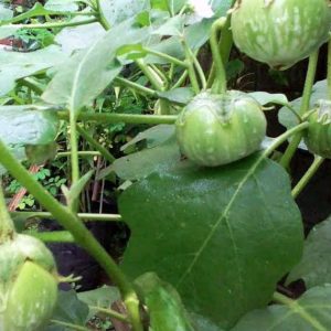 Tanaman Terong Bulat Sayur Dewasa Siap Tanam