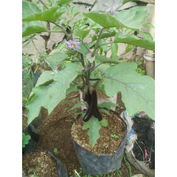 Tanaman Terong Ungu Tinggi 60cm Berbuah Banyak Bunga