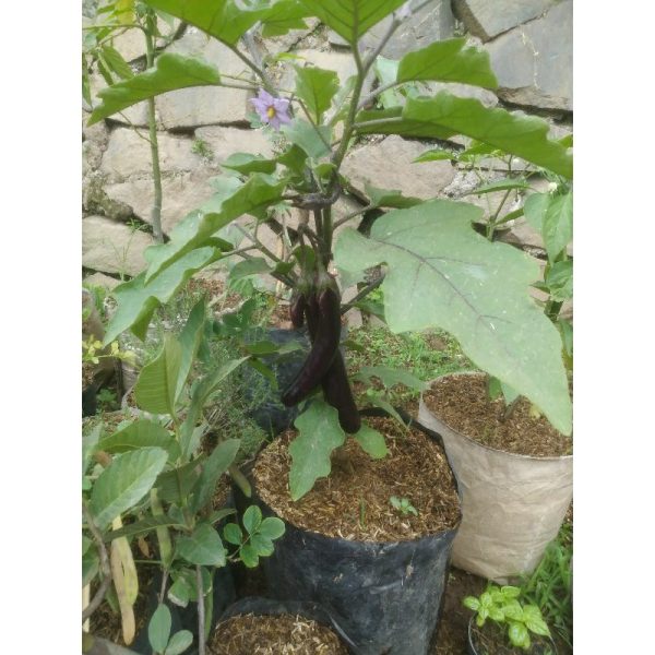 Tanaman Terong Ungu Tinggi 60cm Berbuah Banyak Bunga