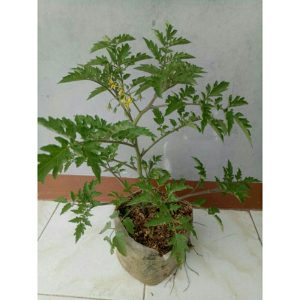 Tanaman Tomat Cherry Remaja Berbuah Tinggi 25-35cm