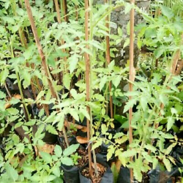 Tanaman Tomat Sayur