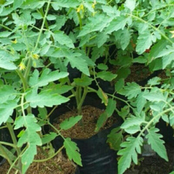 Tanaman Tomat Sayur
