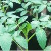 Tanaman Tomat Sayur
