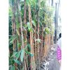 5 Batang Pohon Bambu Kuning Tinggi 2 meter up