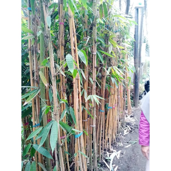 5 Batang Pohon Bambu Kuning Tinggi 2 meter up