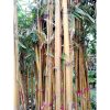 5 Batang Pohon Bambu Kuning Tinggi 2 meter up