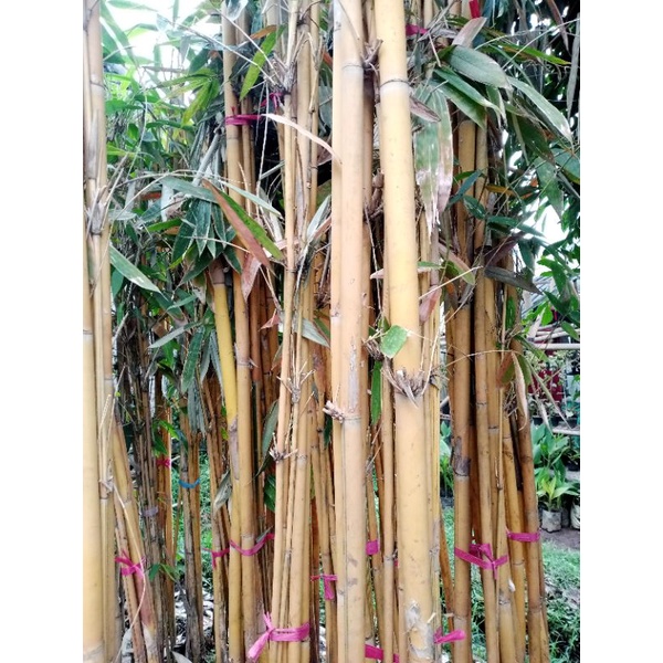 5 Batang Pohon Bambu Kuning Tinggi 2 meter up