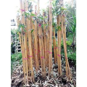5 Batang Pohon Bambu Kuning Tinggi 2 meter up
