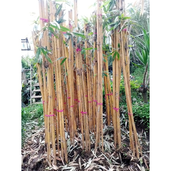 5 Batang Pohon Bambu Kuning Tinggi 2 meter up