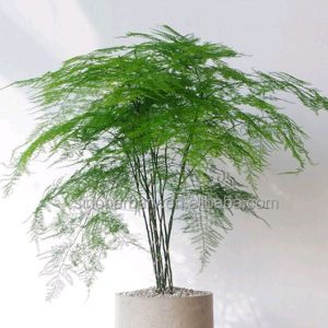 Asparagus Tanaman Hias Tinggi 25cm Garansi