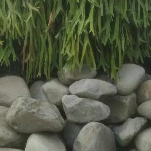 Batu Kali Besar Hiasan Taman