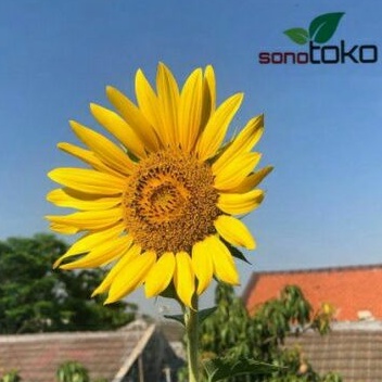 Benih Bunga Matahari Jumbo Kuning Keemasan 100g