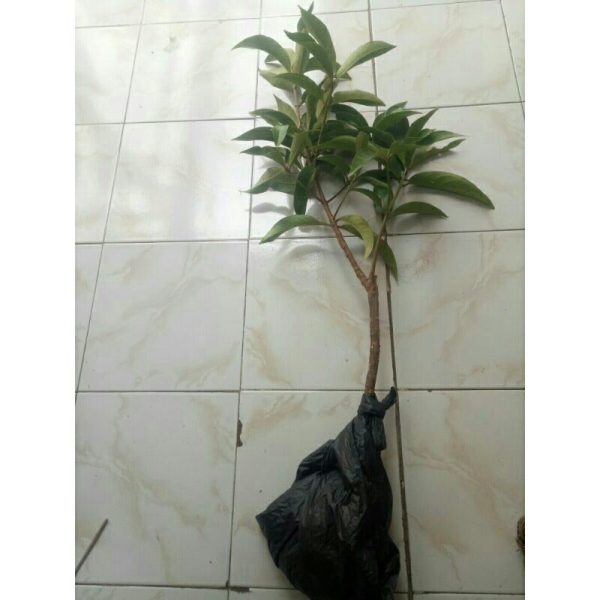 Bibit Jambu Bol Jamaika 1 Meter Okulasi Cepat Berbuah