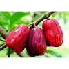 Bibit Jambu Bol Jamaika 1 Meter Okulasi Cepat Berbuah
