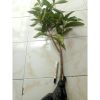 Bibit Jambu Bol Jamaika 1 Meter Okulasi Cepat Berbuah