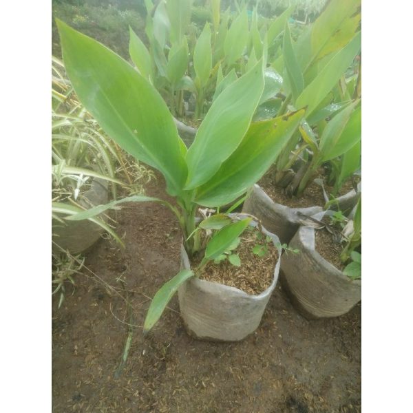 Bibit Kanna Lily Ganyol Ganyong Kuning Segar