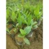 Bibit Kanna Lily Ganyol Ganyong Kuning Segar
