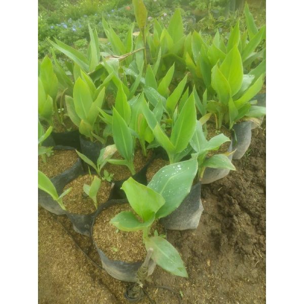 Bibit Kanna Lily Ganyol Ganyong Kuning Segar