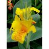 Bibit Kanna Lily Ganyol Ganyong Kuning Segar