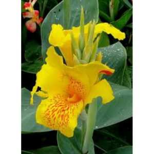 Bibit Kanna Lily Ganyol Ganyong Kuning Segar