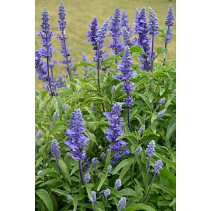 Bibit Lavender Holland Salvia Leucantha ungu