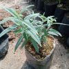 Bibit Lavender Holland Salvia Leucantha ungu