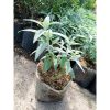 Bibit Lavender Holland Salvia Leucantha ungu
