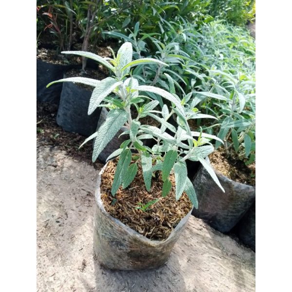 Bibit Lavender Holland Salvia Leucantha ungu
