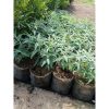 Bibit Lavender Holland Salvia Leucantha ungu